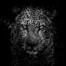 AFTAB Fear